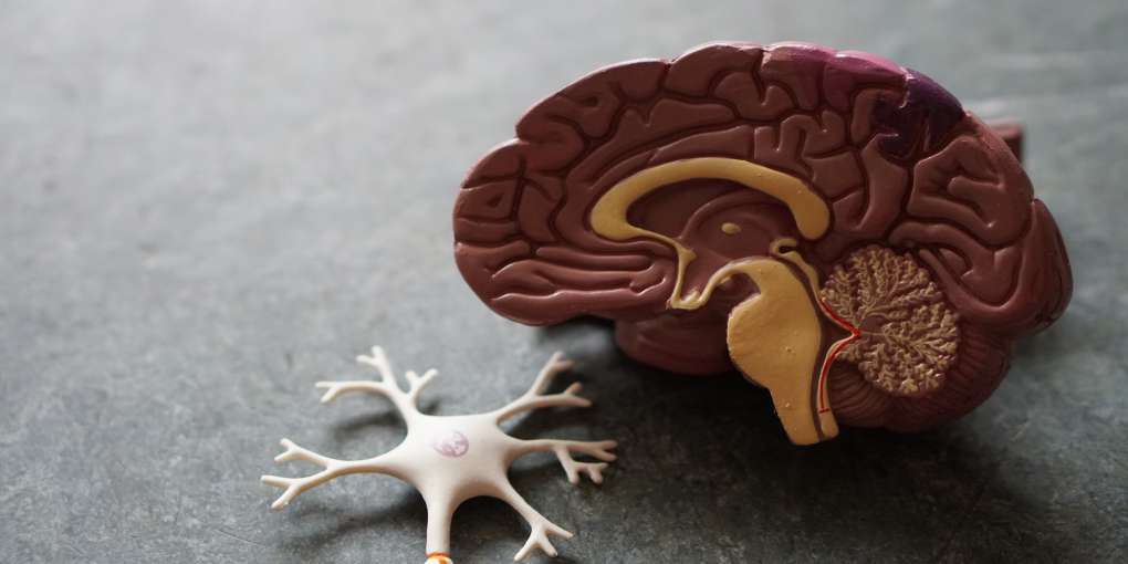 brain health omega 369