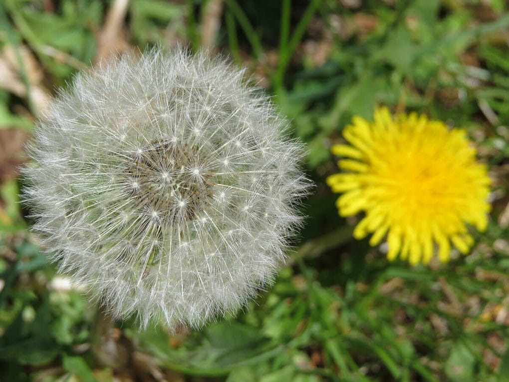 Dandelion Leaf Extract And SARS CoV Spike Protein