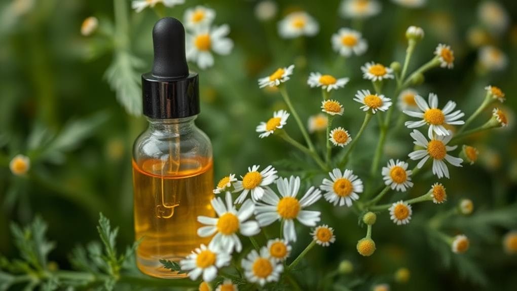 feverfew migraine relief herb